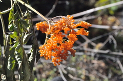 Sambucus adnata