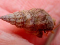 Nassarius mendicus