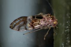 Zelandopsocus formosellus