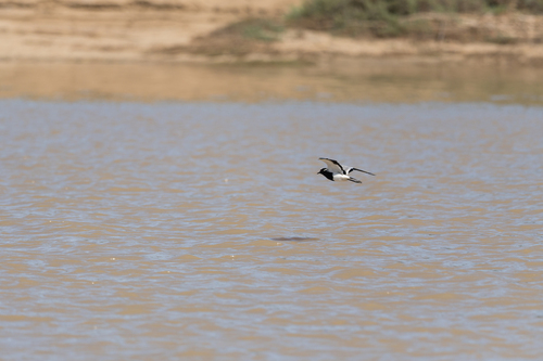 iNaturalist: (c) tkp123, some rights reserved (CC BY-NC), uploaded by tkp123 iNaturalist image