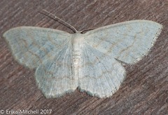 Scopula inductata