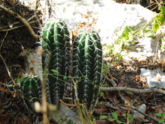 Stenocereus laevigatus