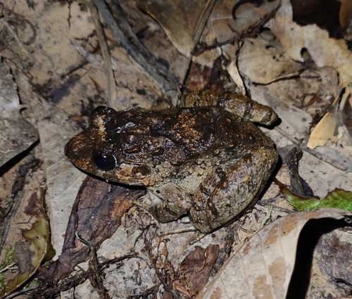 Limnonectes splendissimus