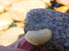 Gargamella immaculata