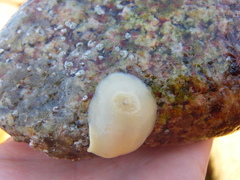 Gargamella immaculata