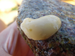Gargamella immaculata