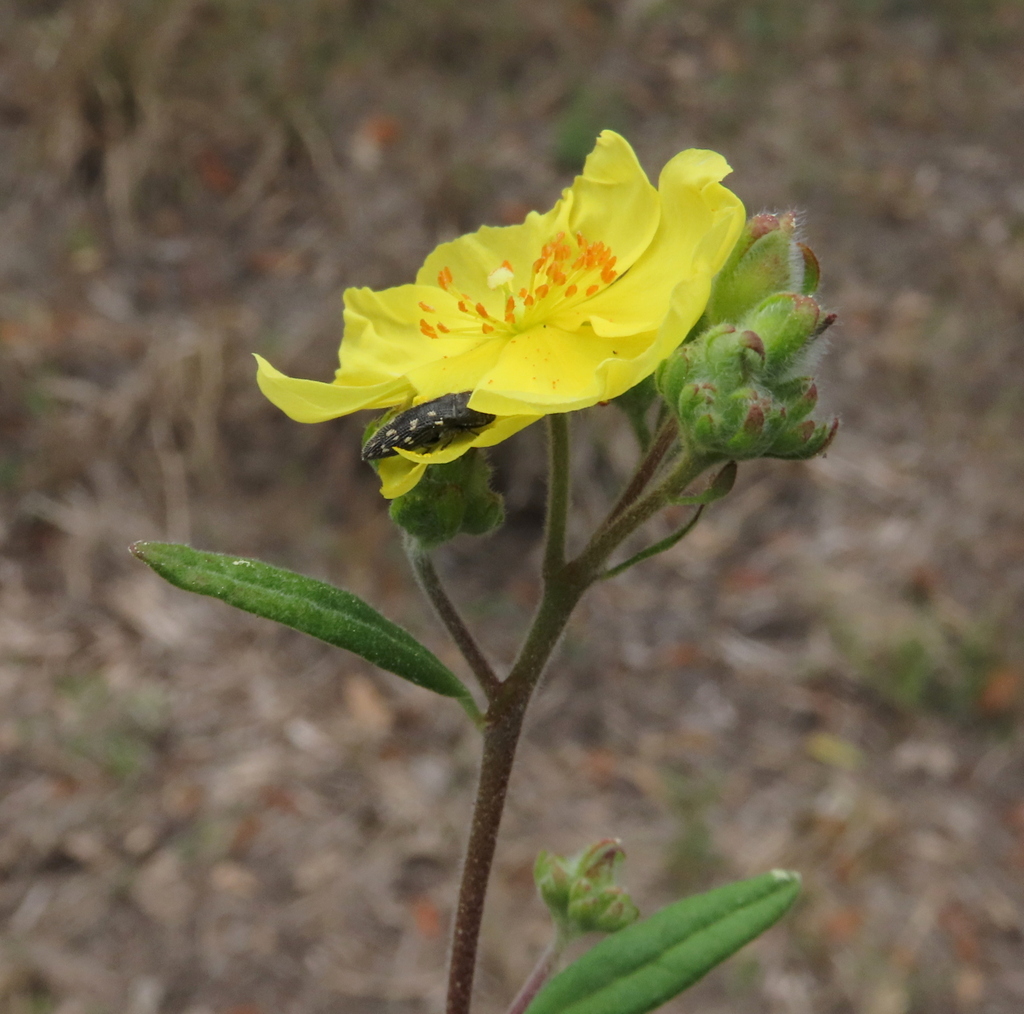 Foto de Crocanthemum georgianum