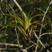 Tillandsia elongata - Photo (c) Mauricio Soto David, algunos derechos reservados (CC BY), subido por Mauricio Soto David