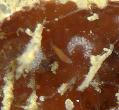 Vorticeros praedatorium