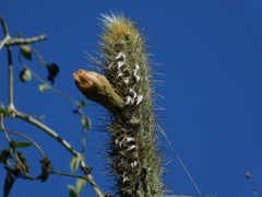 Pilosocereus gaumeri