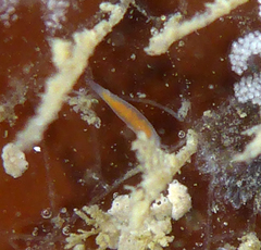 Vorticeros praedatorium