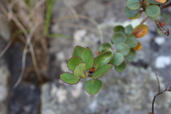 Veronica lavaudiana
