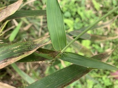 Bambusa pachinensis