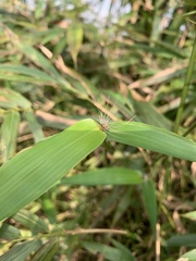 Bambusa pachinensis