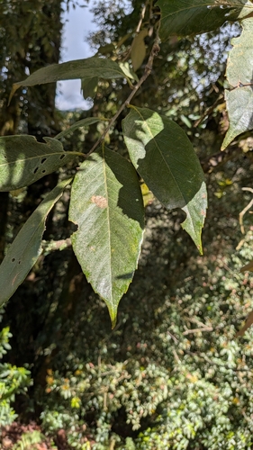 Quercus lineata (Quercus lineata)
