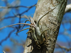 Tillandsia paucifolia