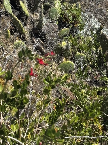 Island Bush Snapdragon (Gambelia speciosa)