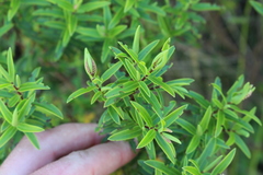 Veronica strictissima