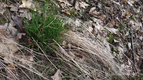 Wood Meadow-grass (Poa nemoralis)