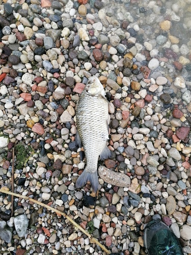 Scardinius hesperidicus