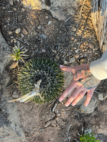 Dwarf Yucca (Yucca harrimaniae)