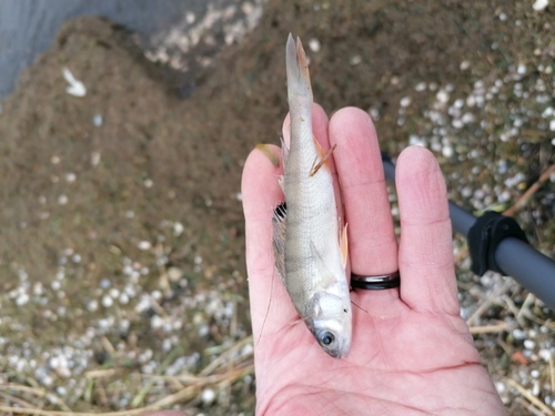 Perca fluviatilis