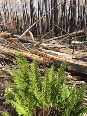 Polystichum proliferum