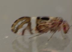 Zelandopsocus formosellus