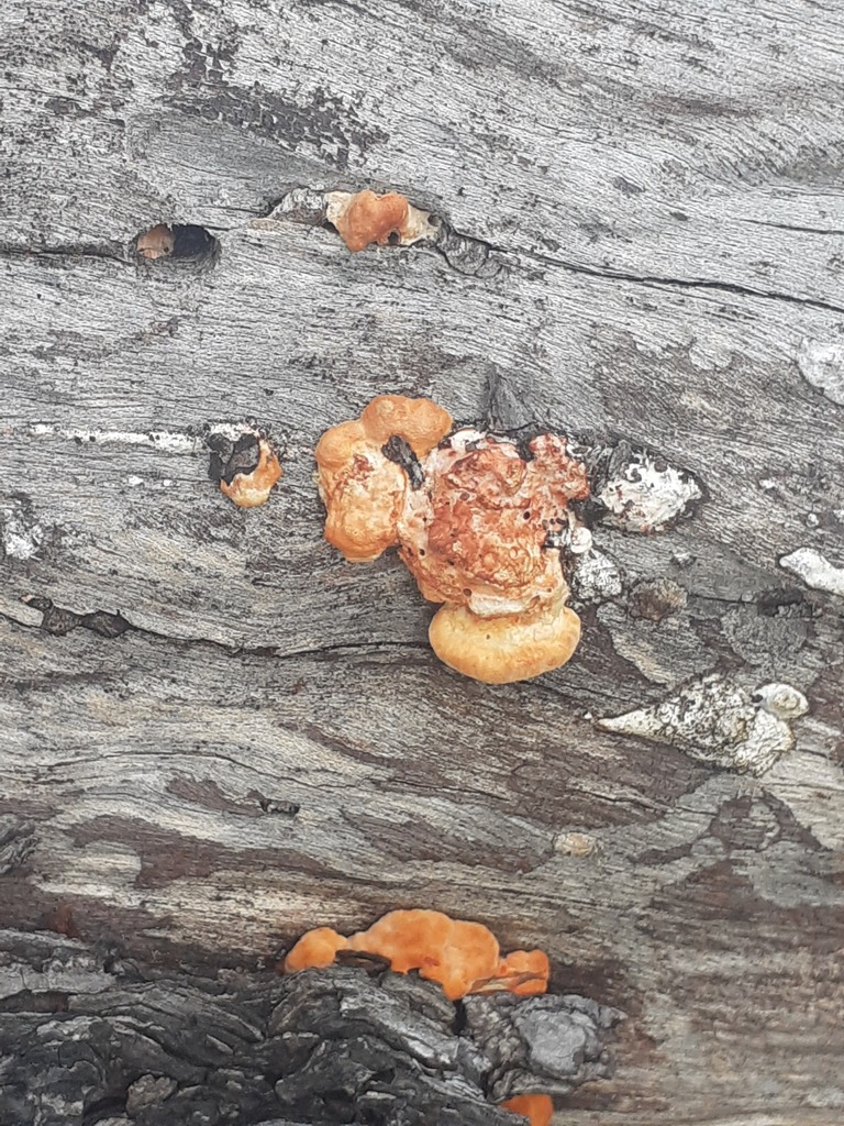 Trametes coccinea · March 2026 · photo: © zemlya (iNaturalist, cc-by)