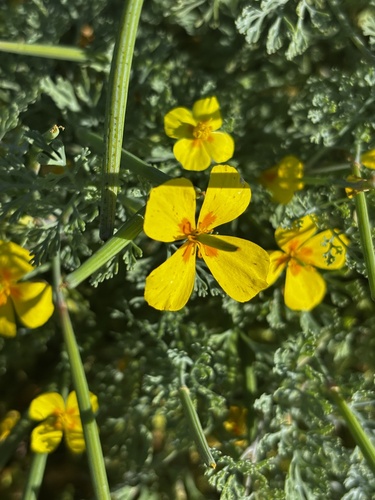 island poppy (Eschscholzia ramosa)