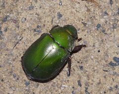 Anoplognathus punctulatus