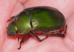 Anoplognathus punctulatus