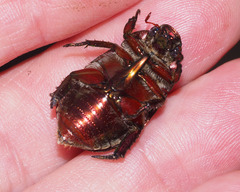 Anoplognathus punctulatus