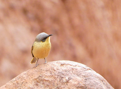 Ptilotula keartlandi