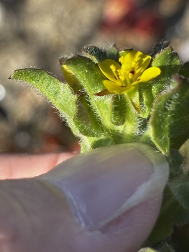 san clemente island evening-primrose (Camissoniopsis guadalupensis)