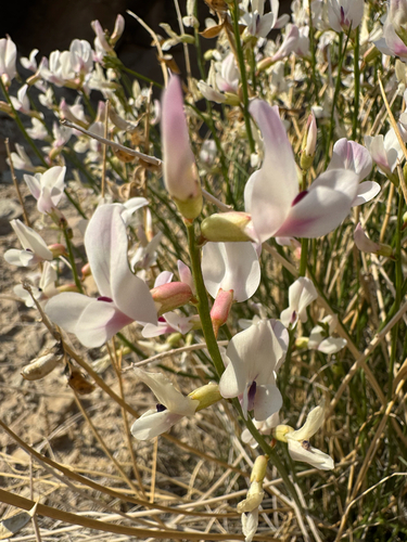 San Rafael milkvetch (Astragalus rafaelensis)