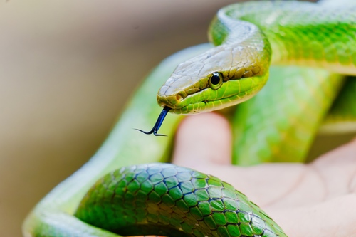 Red-tailed Green Ratsnake