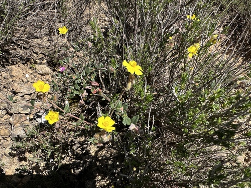 Hairy Helianthemum (Helianthemum hirtum)