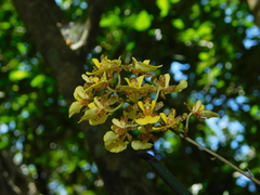 Trichocentrum ascendens