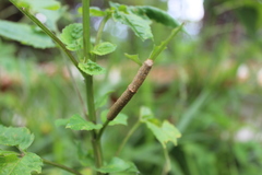 Lepidoptera
