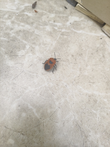 Coridius ianus