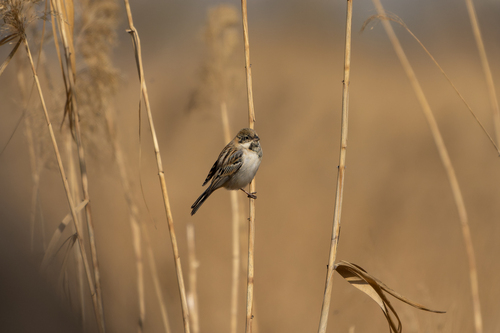 Pallas's Reed Bunting (Emberiza pallasi)