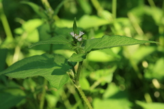 Persicaria thunbergii