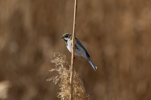 Pallas's Reed Bunting (Emberiza pallasi), photo 2