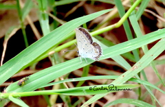 Cupido comyntas texana