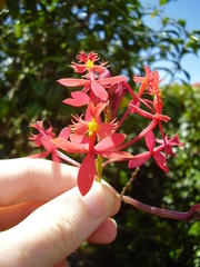 Epidendrum ibaguense