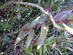 Epidendrum ibaguense