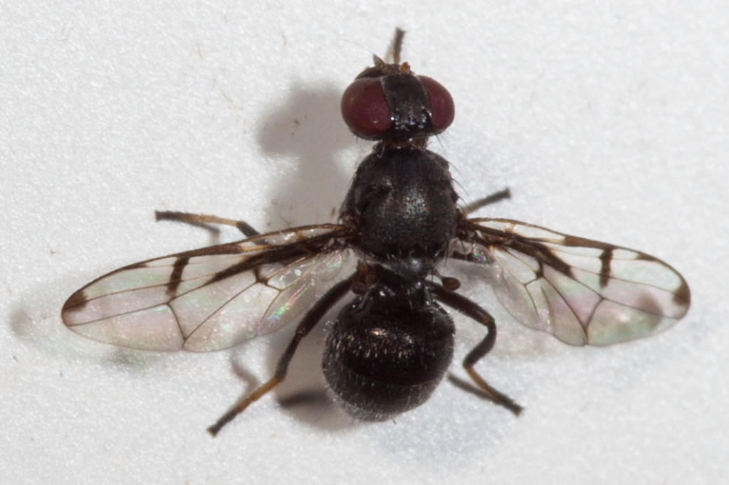 Pogonortalis monteithi