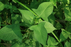 Persicaria thunbergii