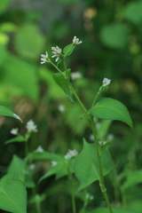 Persicaria thunbergii